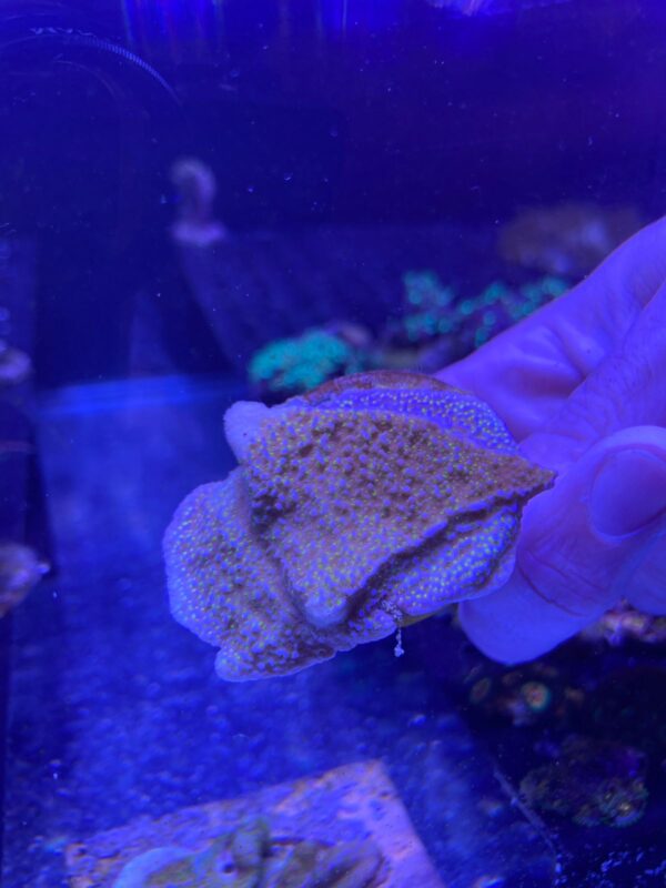 Montipora Rainbow - Imagen 2