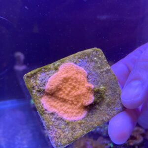 Montipora Tapizante