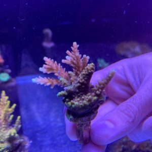 Acropora Pink Cadillac