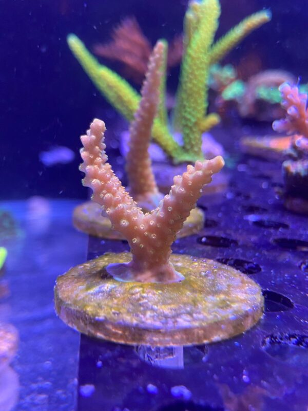 Acropora Divaricata