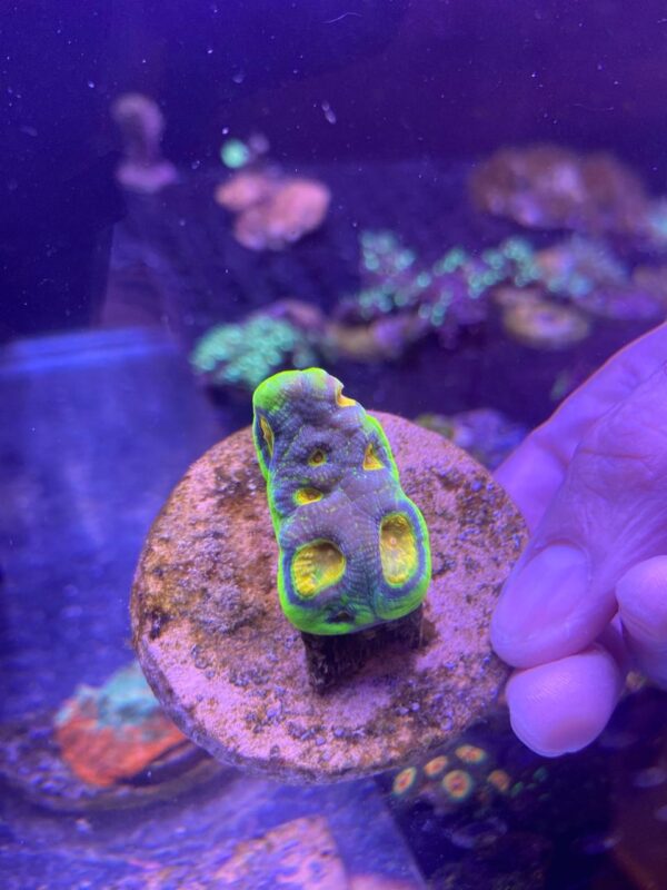 Chalice Turtle Shell - Imagen 2