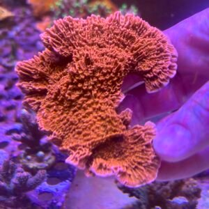 Montipora Capricornio
