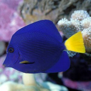 Zebrasoma Xanthurus