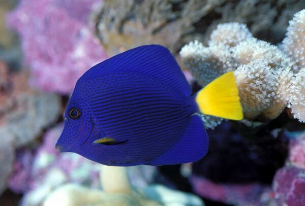 Zebrasoma Xanthurus