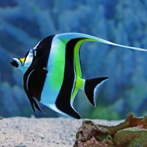 Zanclus Cornutus