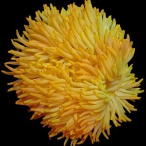 Heteractis Malu
