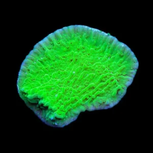 Montipora Green
