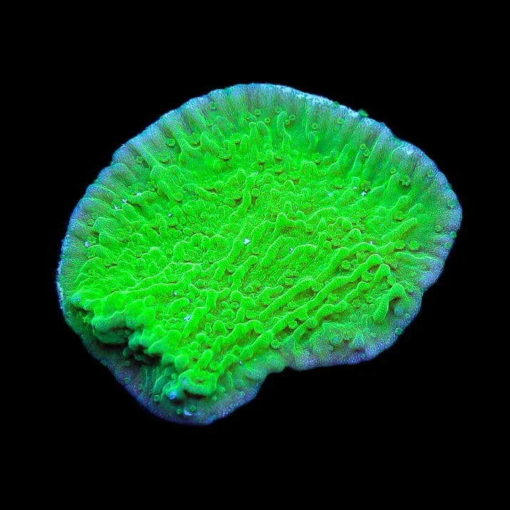 Montipora Green
