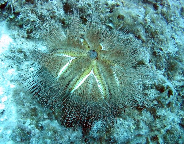 Astropyga Radiata