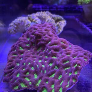 Favite Pinneapple Coral Cratter Grado A (M)