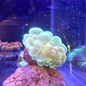 Plerogyra Sinuosa (Bubble Coral)