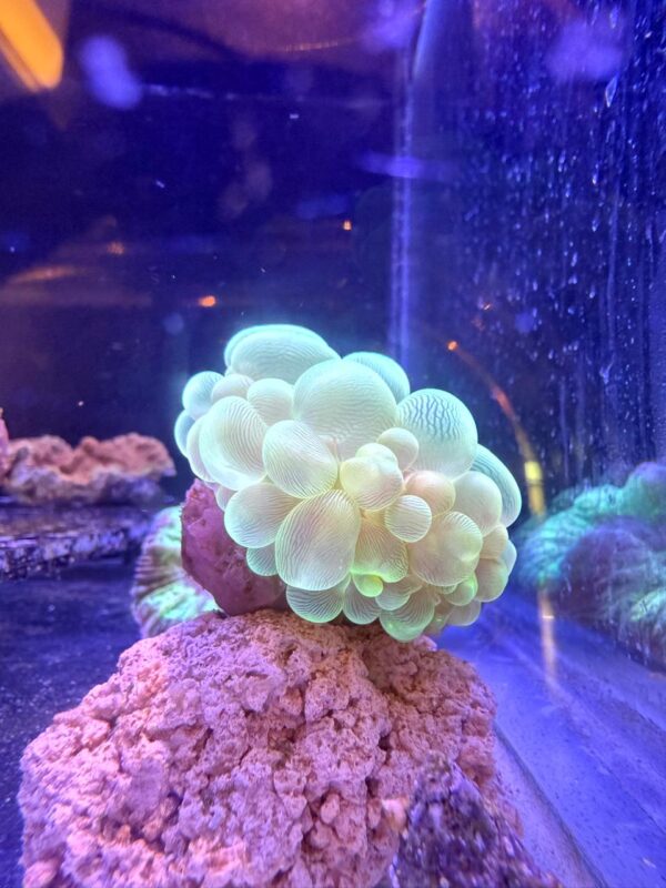 Plerogyra Sinuosa (Bubble Coral)