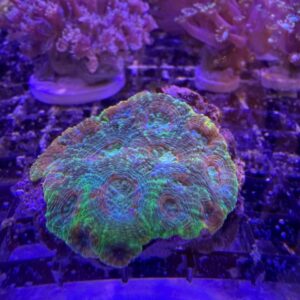 Acanthastrea Echinata Small Grado A