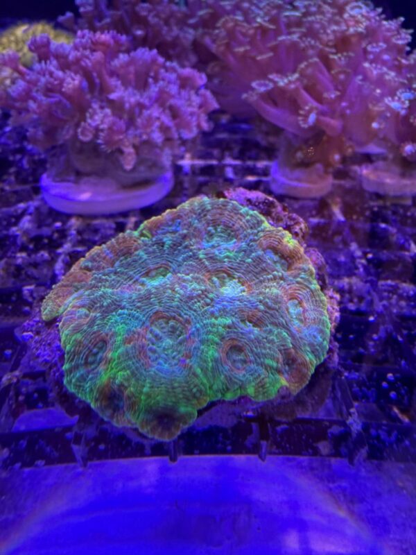 Acanthastrea Echinata Small Grado A