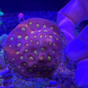 Favite Pineapple Coral Cratter