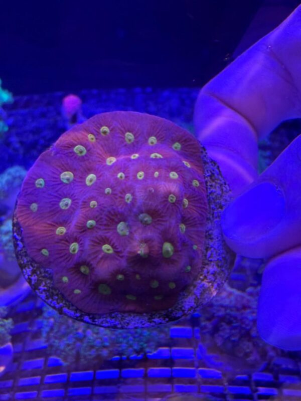 Favite Pineapple Coral Cratter