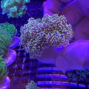 Euphyllia Yaeyamanensis