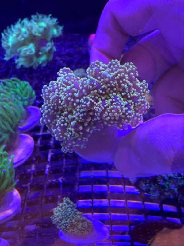 Euphyllia Yaeyamanensis