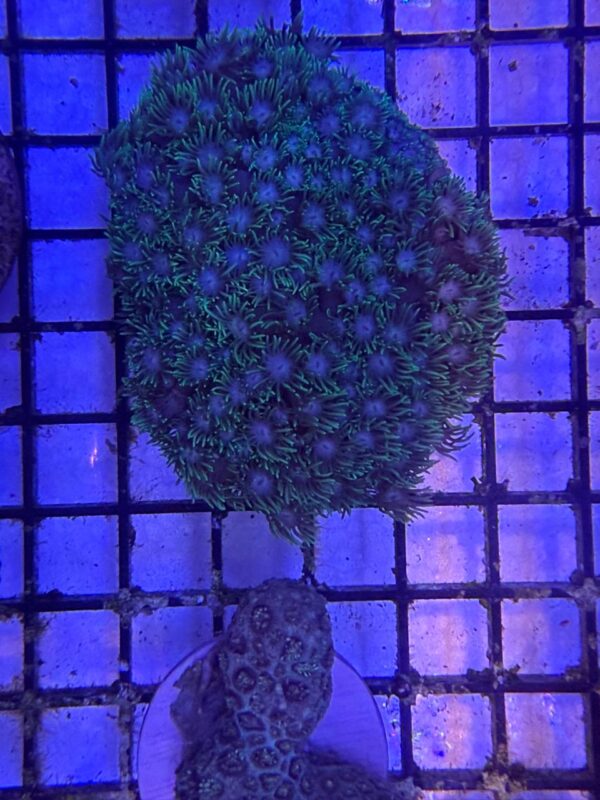 Goniopora Lobata "Jepara" Green