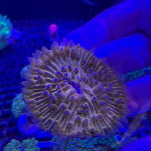 Fungia Orange Neon