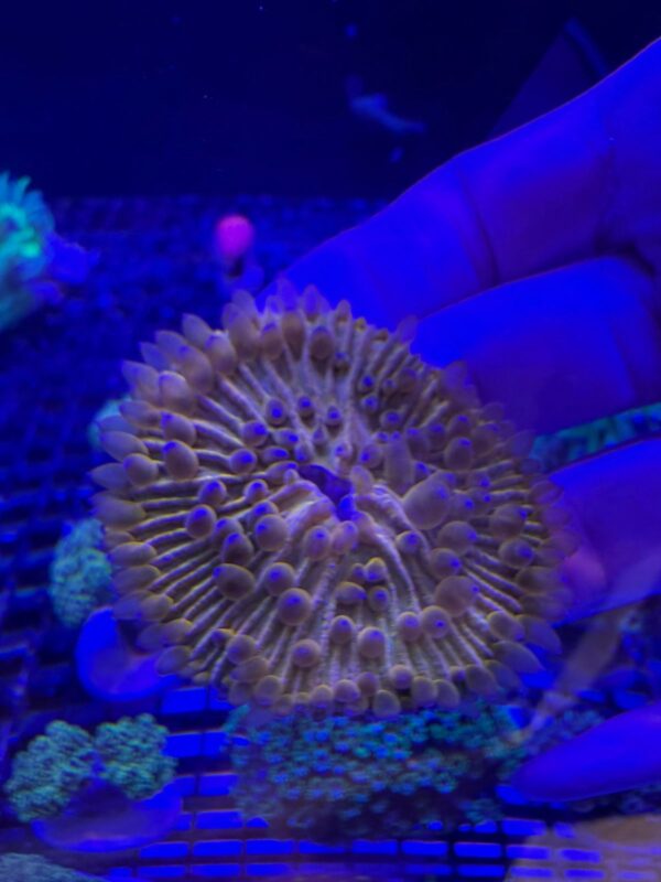 Fungia Orange Neon