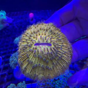 Fungia Yellow Neon
