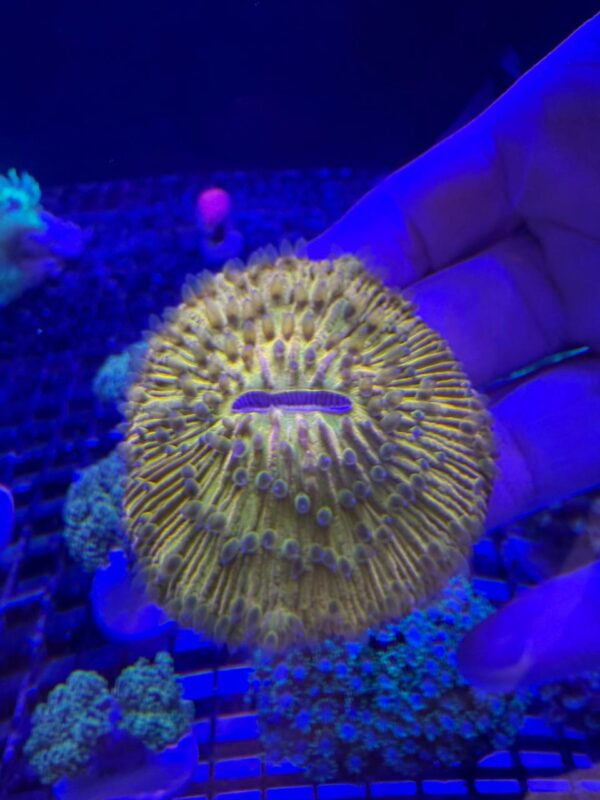 Fungia Yellow Neon