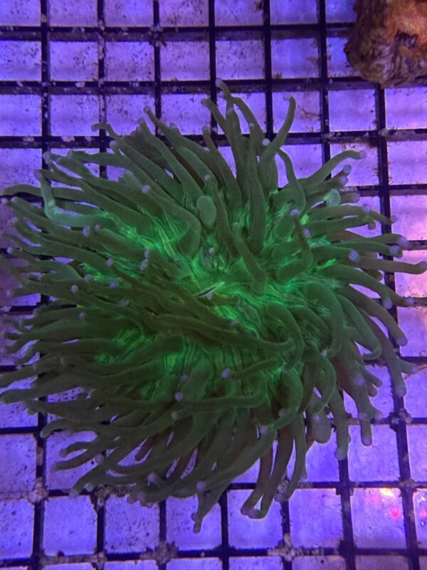 Heliofungia Actinoformis Green Neon