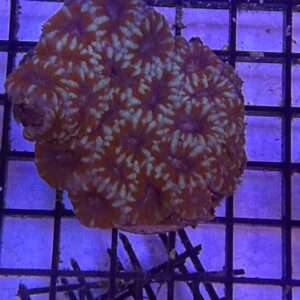 Acanthastrea Lordhowensis Grado A