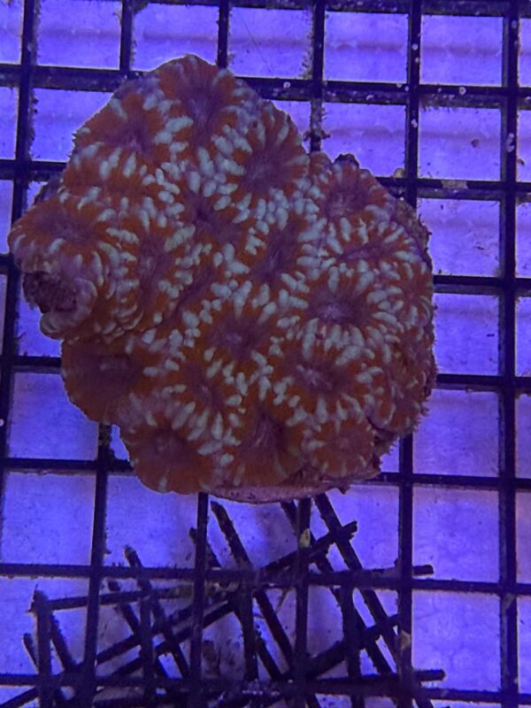 Acanthastrea Lordhowensis Grado A