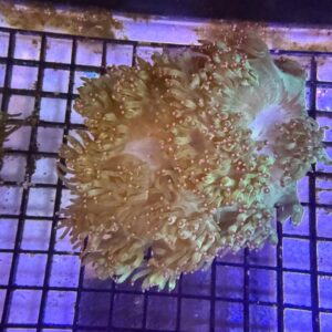 Catalaphylia Jardinei Elegance Coral Tip Top Neon