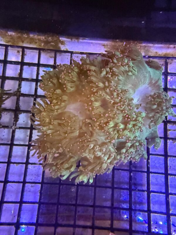 Catalaphylia Jardinei Elegance Coral Tip Top Neon