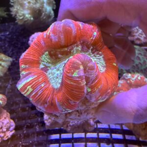 Trachyphyllia Geoffroyi (reefmaster) Grado A