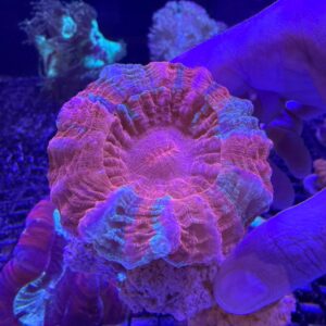 Acanthophyllia Deshayesiana Grado A
