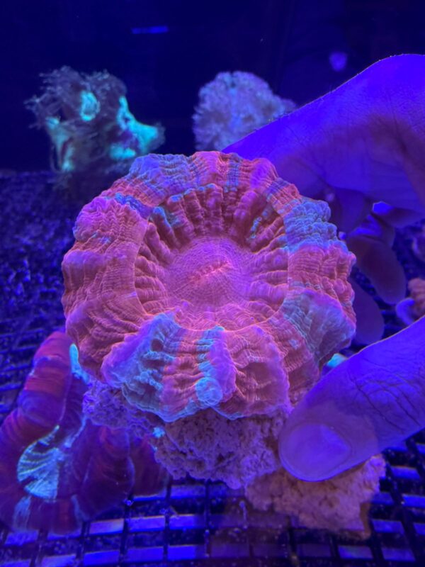 Acanthophyllia Deshayesiana Grado A