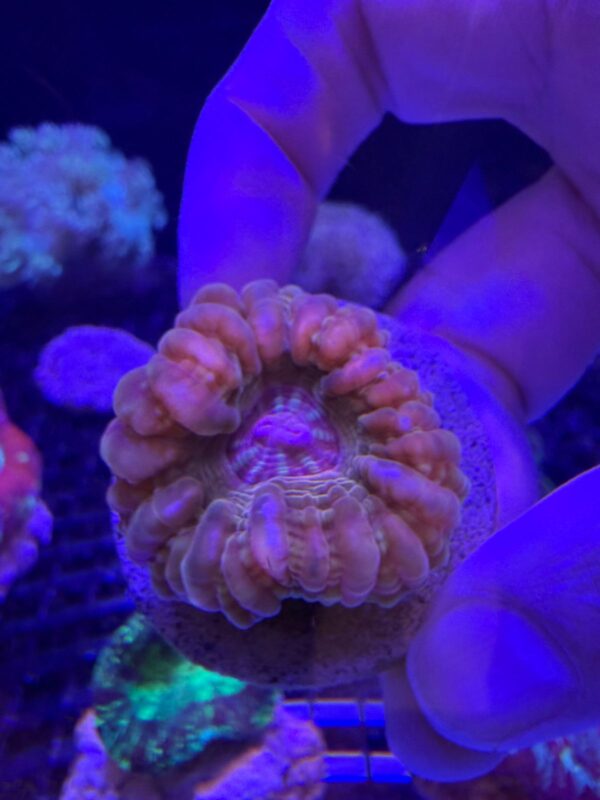 Cynarina Lacrymalis Orange Grado A