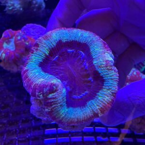 Trachyphillia Geoffroyi Multicolor Grado A