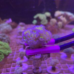 Euphyllia Parancora Green Purple Tips