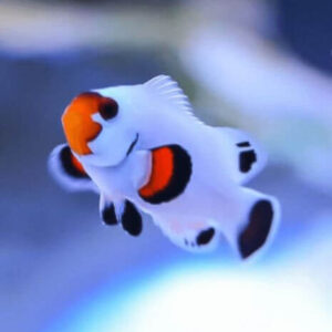 Amphiprion ocellaris “Wyoming White”