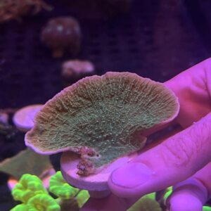 Montipora Capricornio Green