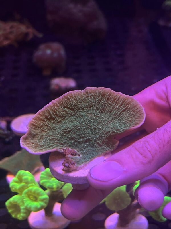 Montipora Capricornio Green