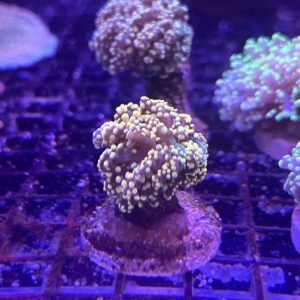 Euphyllia Yaeyamanensis Gold