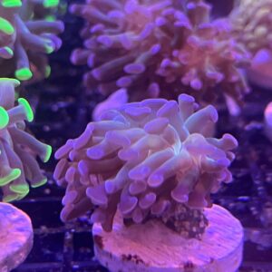 Euphyllia Parancora Chocolate