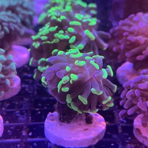 Euphyllia Parancora Green & Chocolate (1 cabeza)