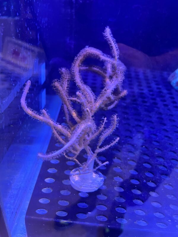 Gorgonia Eunicia