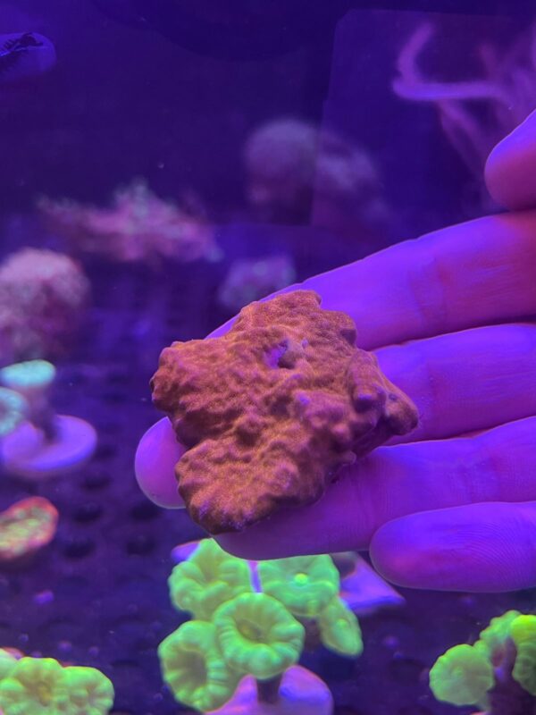Psammocora Orange