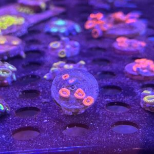 Zoas Eye of Sauron