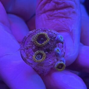 Zoas Yoda