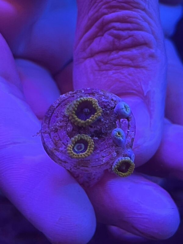 Zoas Yoda