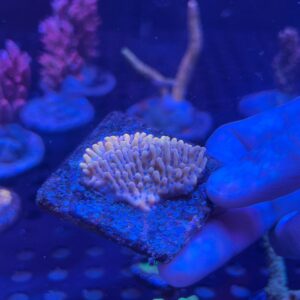 Montipora Jason Fox